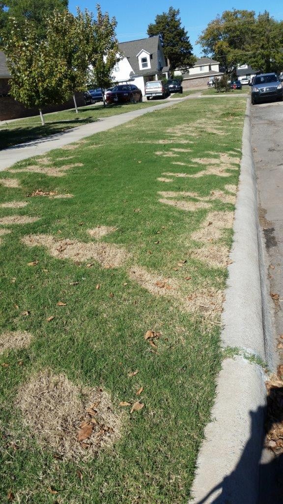 Postemergent crabgrass control damage