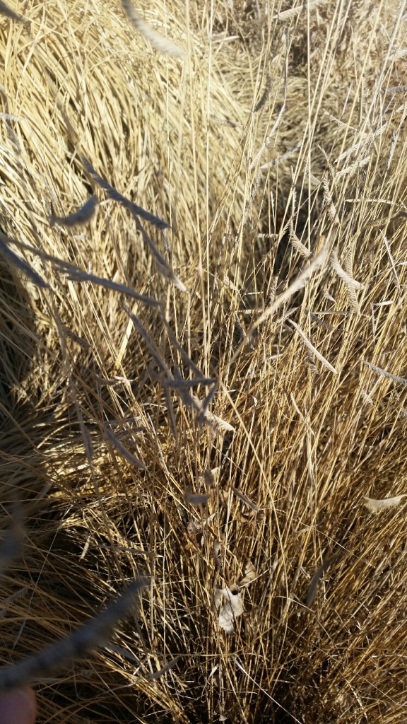 The same plant as seen from a distance. 