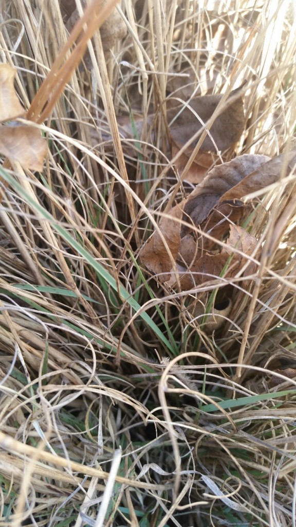 This photo of blue grama was taken on Feb the 3rd. As you can see, new growth has begun.