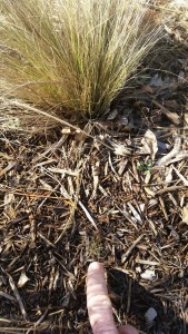 Look closely for seedling plants