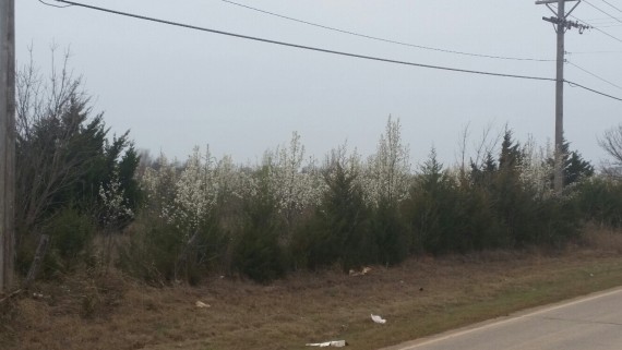 Runaway pear 2