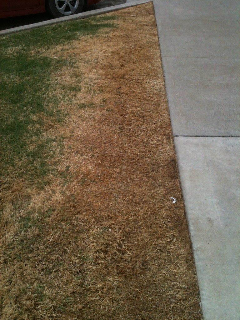 Summer salt damage