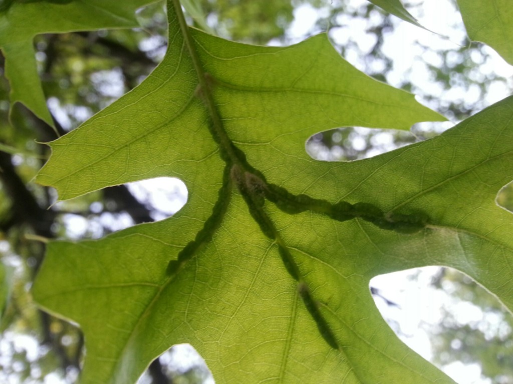 Oak leaf vein gall 1