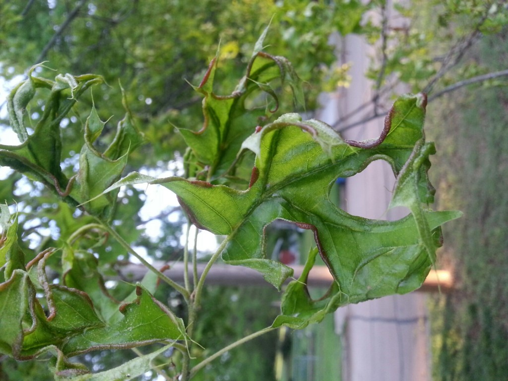 Advanced stages of attack. It's a little bit unusual to see this. It could easily be mistaken for herbicide damge.