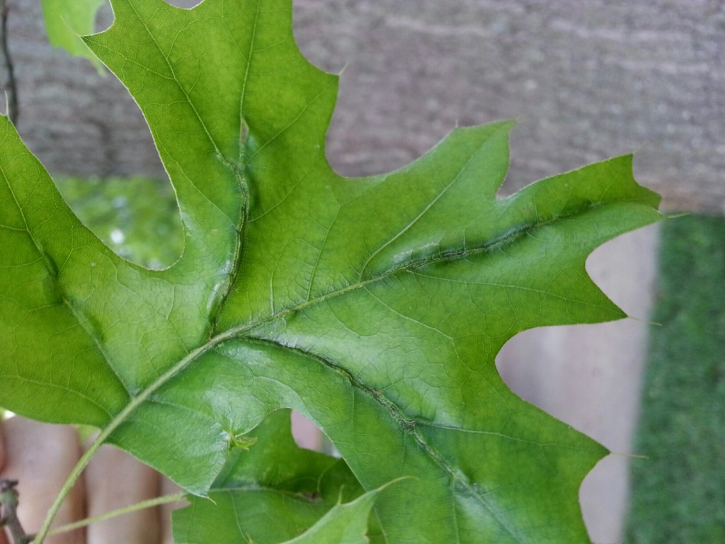 It's easy to see how it comes by the name vein gall