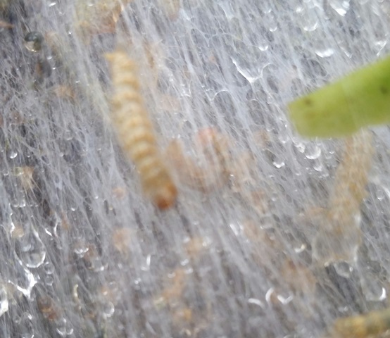 It was dry when this photo was taken. As you can see, the web is dense enough to trap water inside.